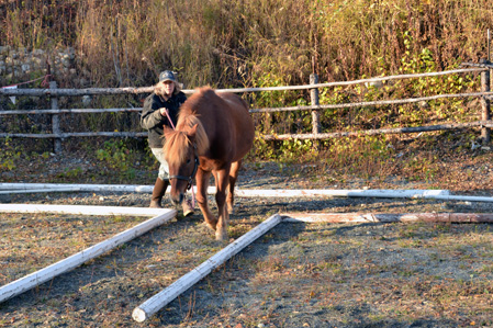 First place: Class A Horse and handler in movement  through pole bend obstacle - Raudi and Alys